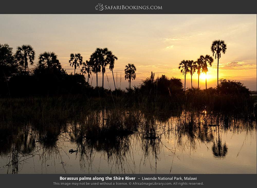 Borassus palms along the Shire River in Liwonde National Park, Malawi