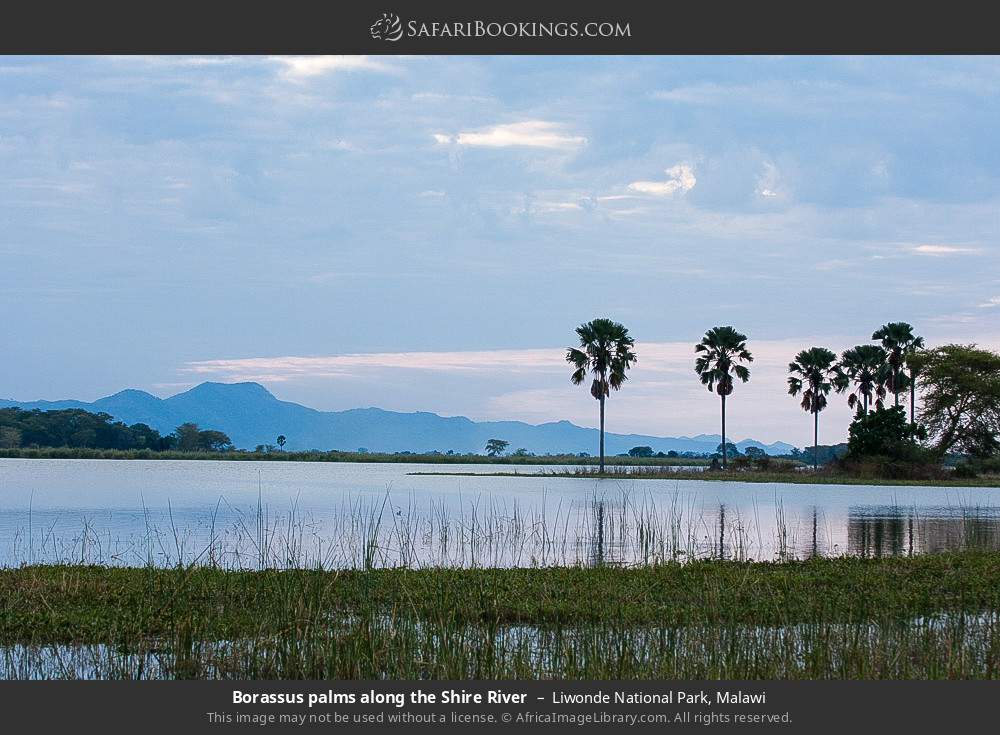 Borassus palms along the Shire River in Liwonde National Park, Malawi