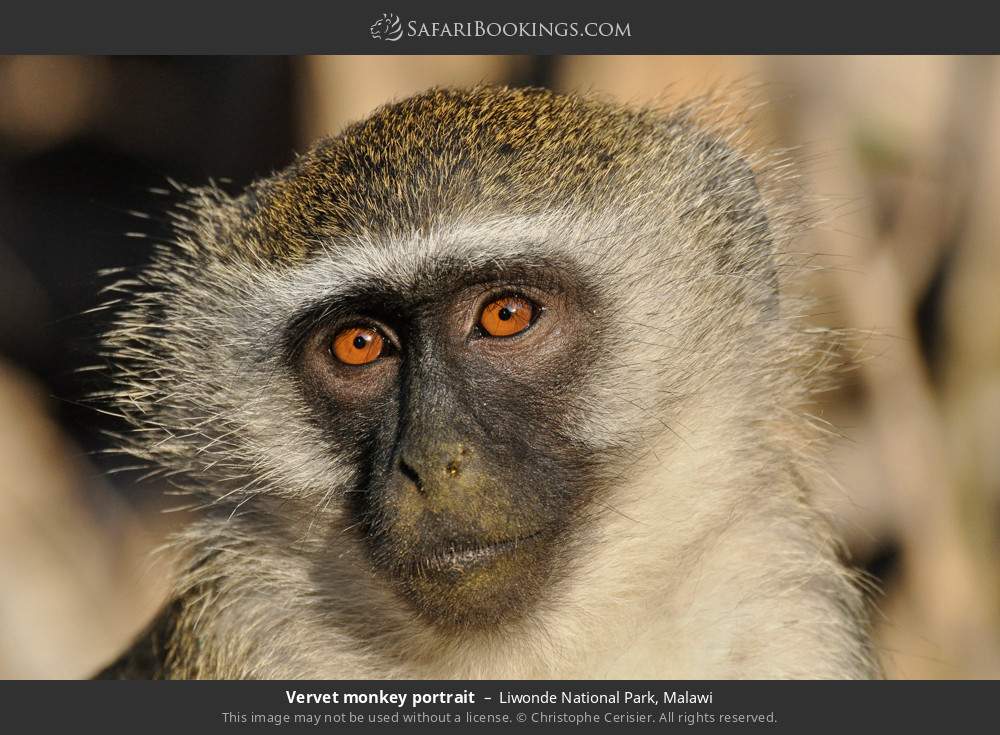 Vervet monkey portrait in Liwonde National Park, Malawi