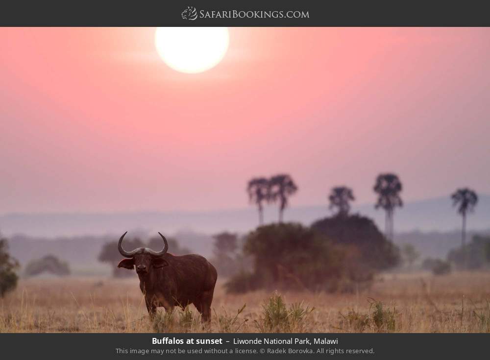 Buffalo at sunset in Liwonde National Park, Malawi