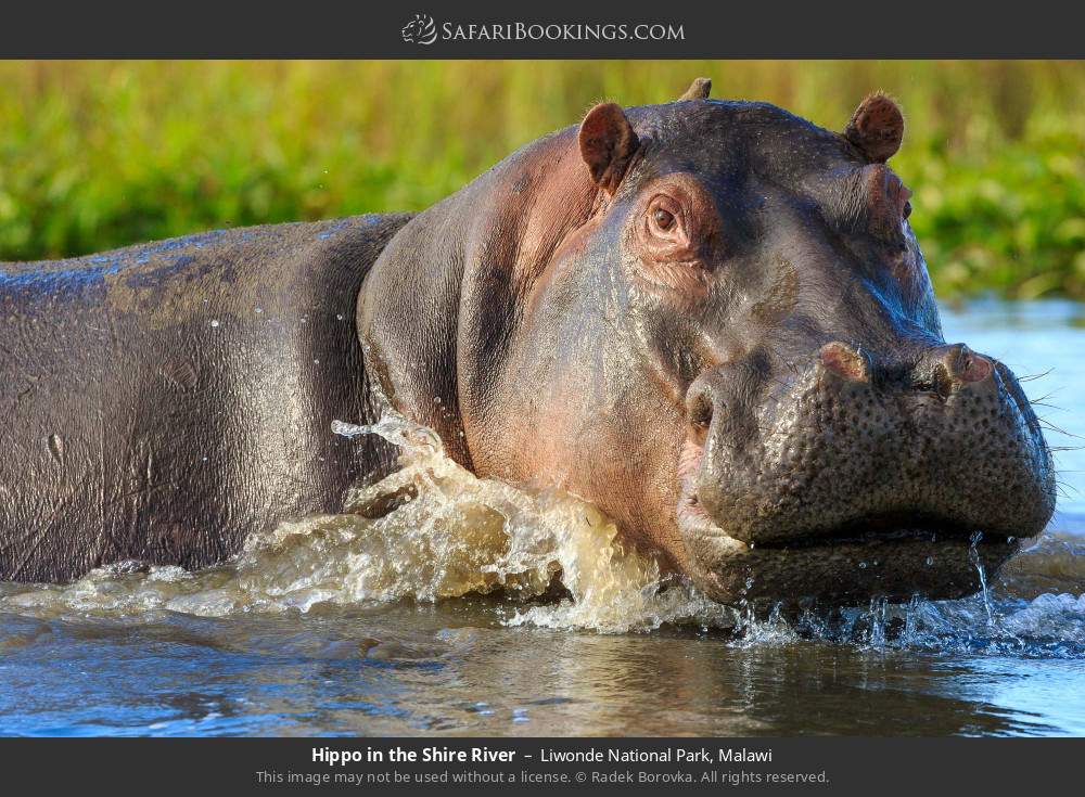 Hippo in the Shire River in Liwonde National Park, Malawi