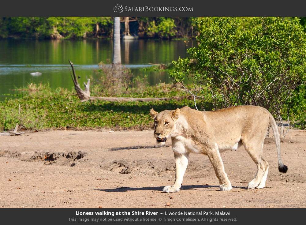 Lioness walking at the Shire River in Liwonde National Park, Malawi