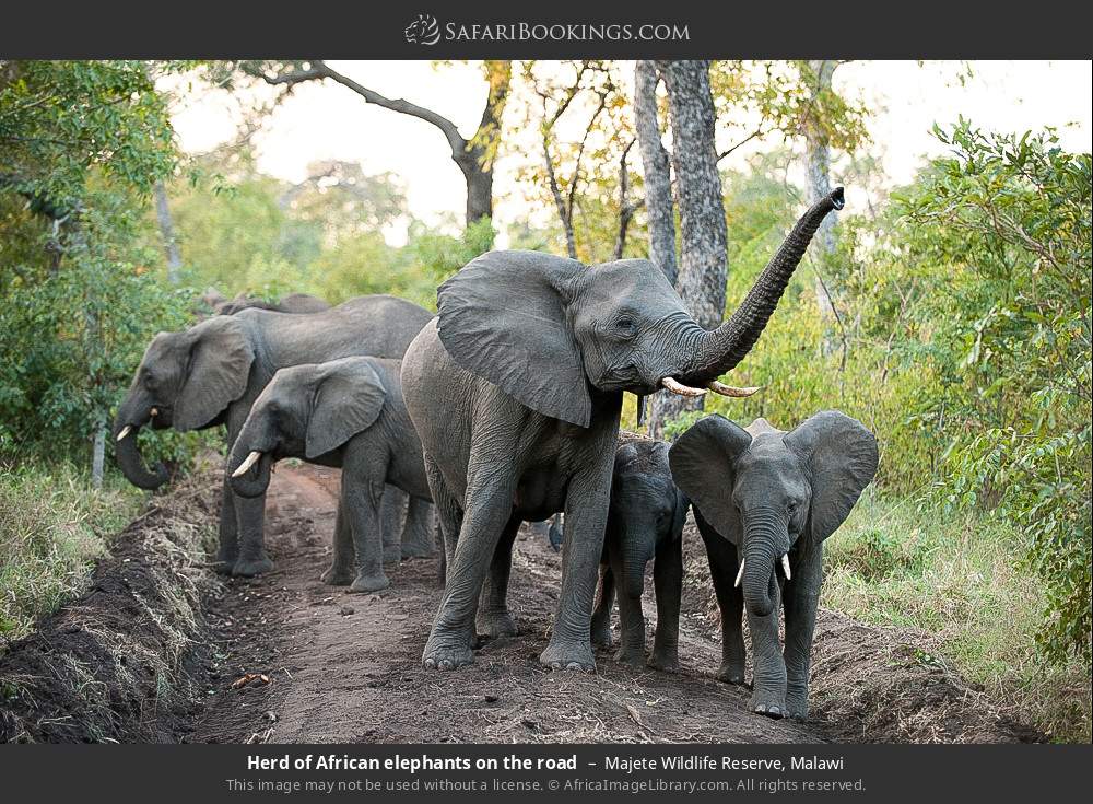 Herd of African elephants on the road in Majete Wildlife Reserve, Malawi