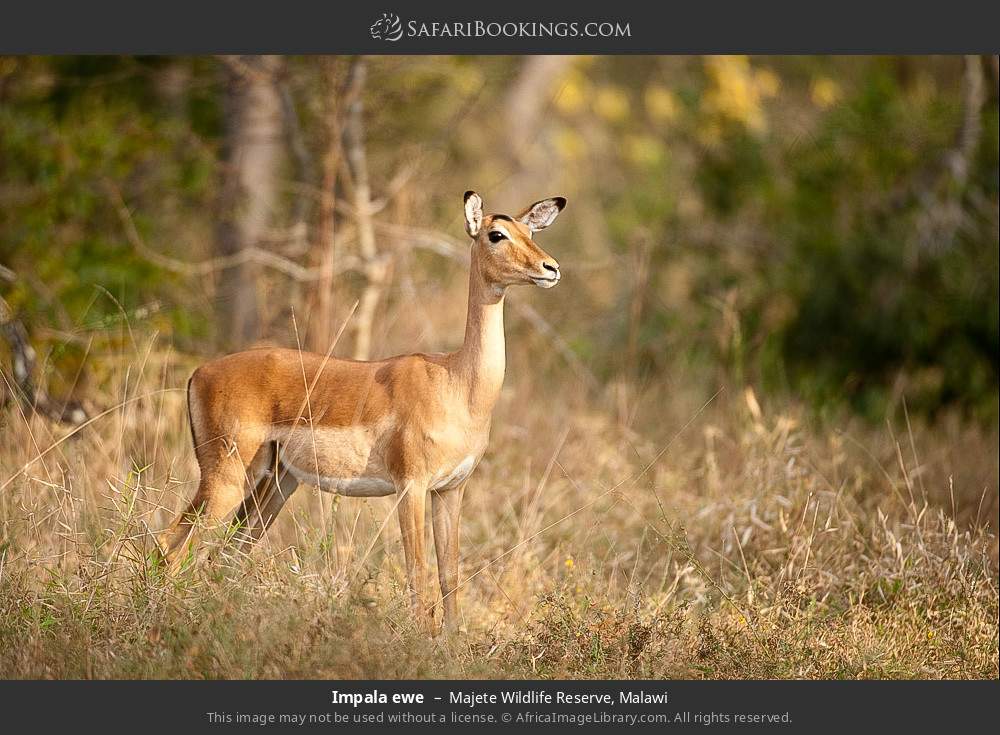 Impala ewe in Majete Wildlife Reserve, Malawi