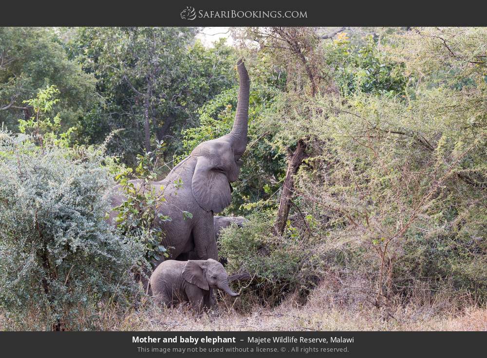 Mother and baby elephant in Majete Wildlife Reserve, Malawi
