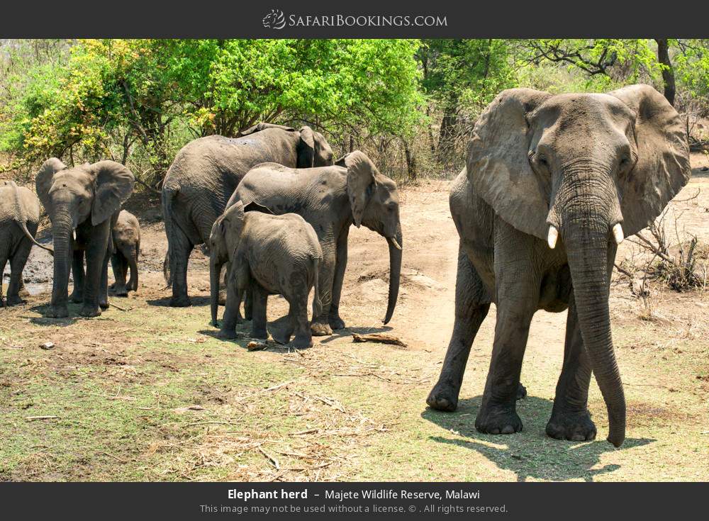 Elephant herd in Majete Wildlife Reserve, Malawi