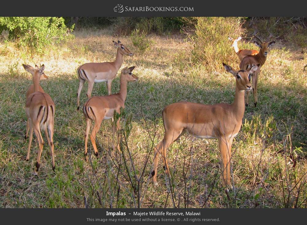 Impalas in Majete Wildlife Reserve, Malawi