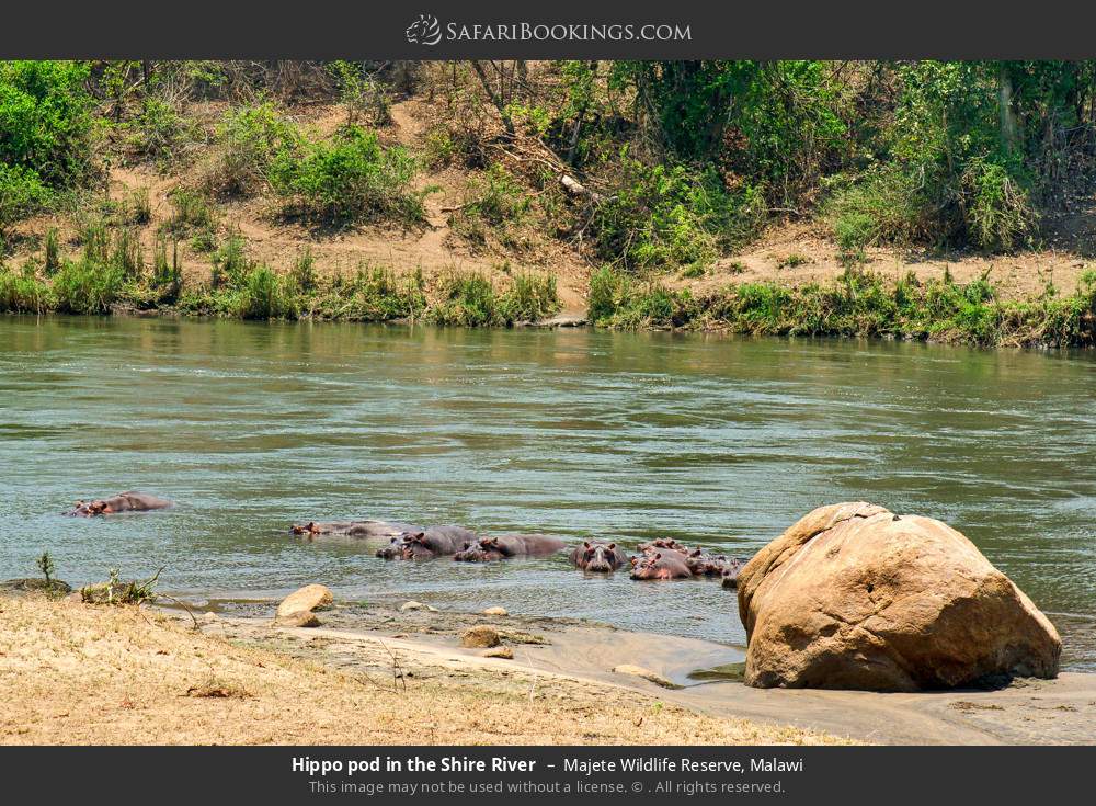 Hippo pod in the Shire River in Majete Wildlife Reserve, Malawi