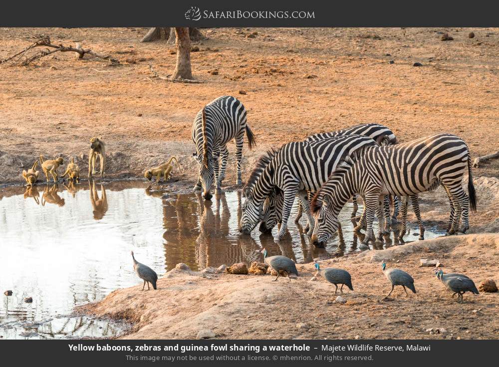 Yellow baboons, zebras and guineafowl sharing a waterhole in Majete Wildlife Reserve, Malawi