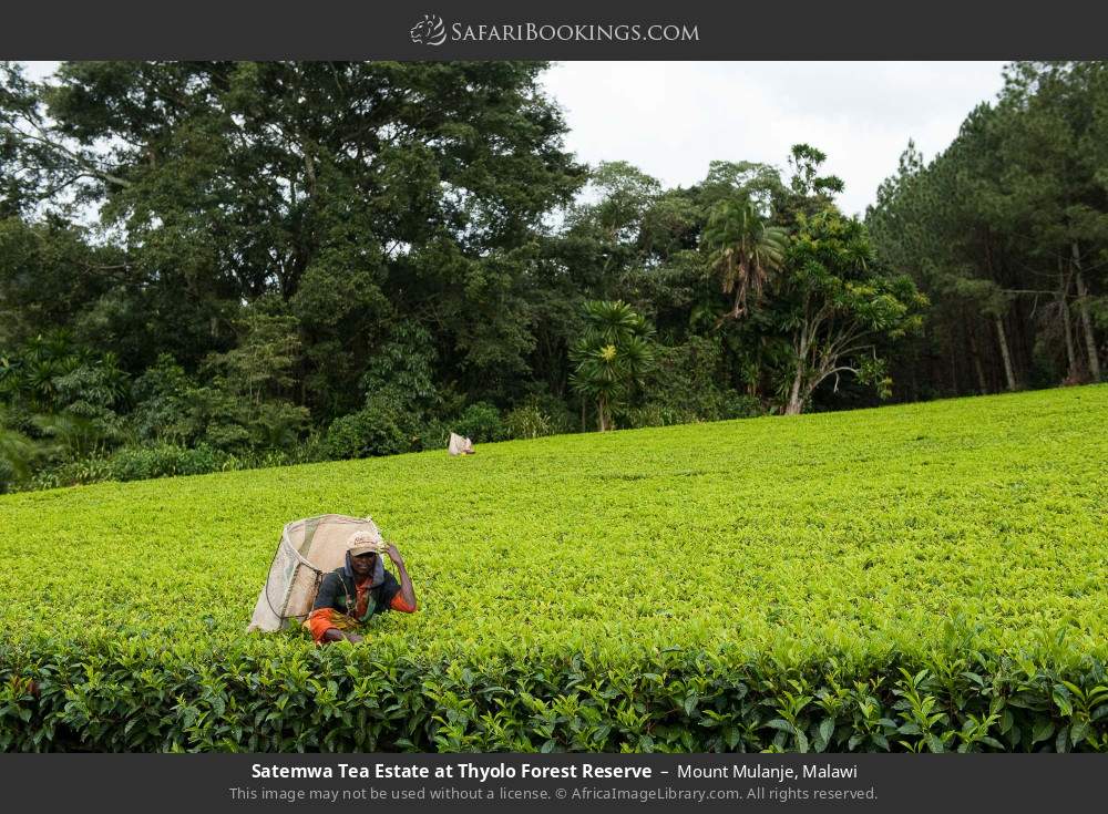Satemwa Tea Estate at Thyolo Forest Reserve in Mount Mulanje, Malawi