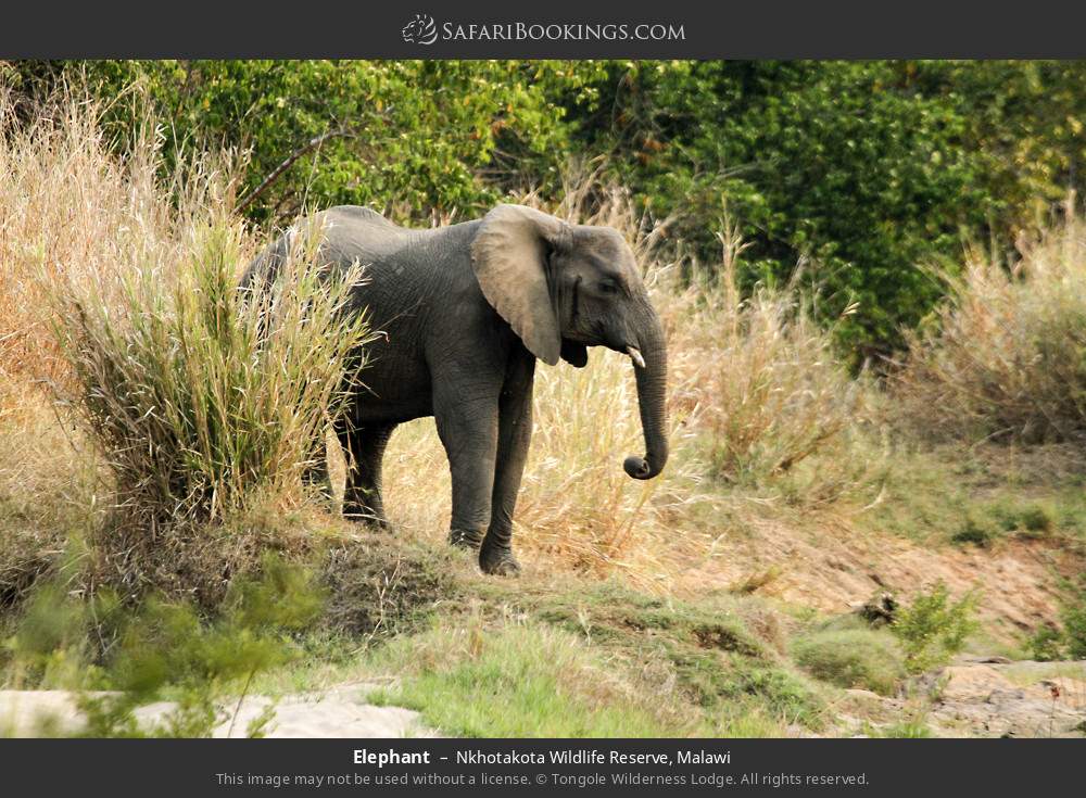 Elephant in Nkhotakota Wildlife Reserve, Malawi
