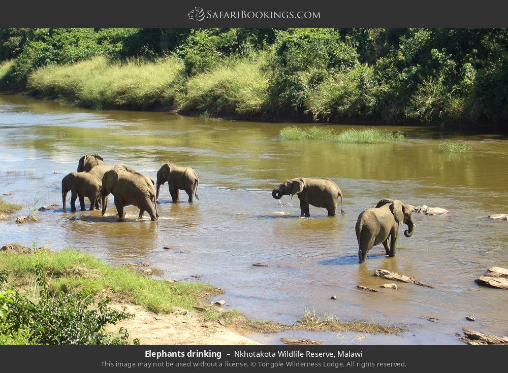 Elephants drinking in Nkhotakota Wildlife Reserve, Malawi