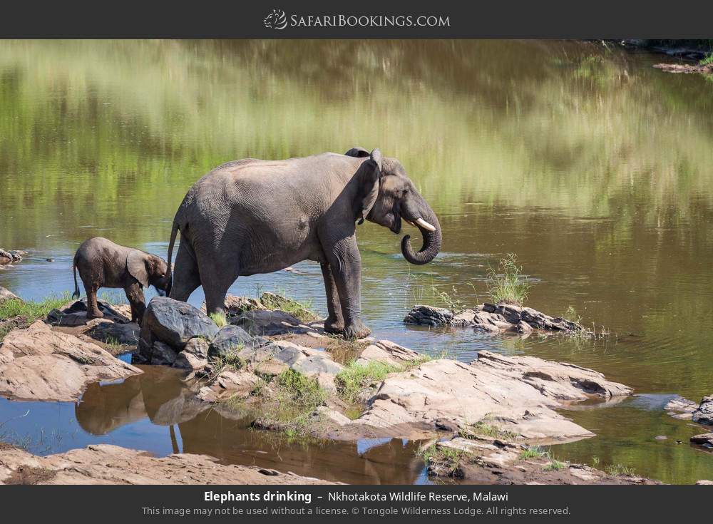 Elephants drinking in Nkhotakota Wildlife Reserve, Malawi