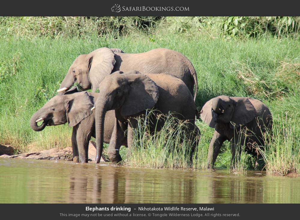 Elephants drinking in Nkhotakota Wildlife Reserve, Malawi