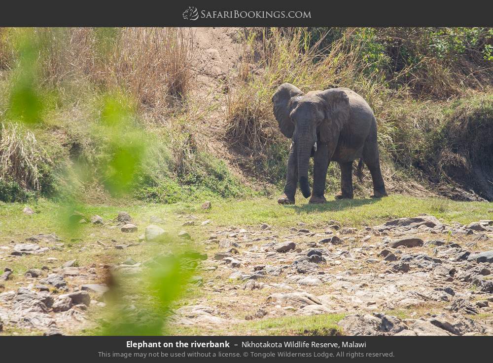Elephant on the riverbank in Nkhotakota Wildlife Reserve, Malawi