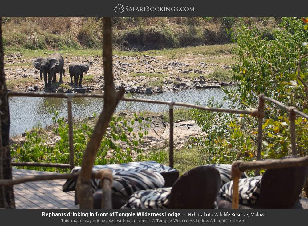 Elephants drinking in front of Tongole Wilderness Lodge in Nkhotakota Wildlife Reserve, Malawi