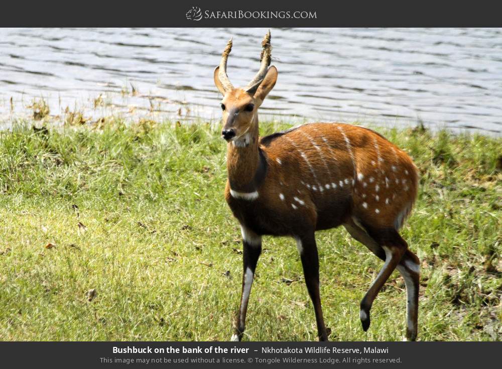 Bushbuck on the bank of the river in Nkhotakota Wildlife Reserve, Malawi