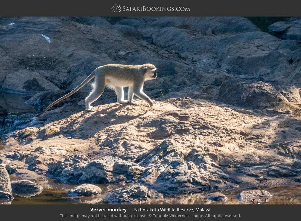 Vervet monkey in Nkhotakota Wildlife Reserve, Malawi