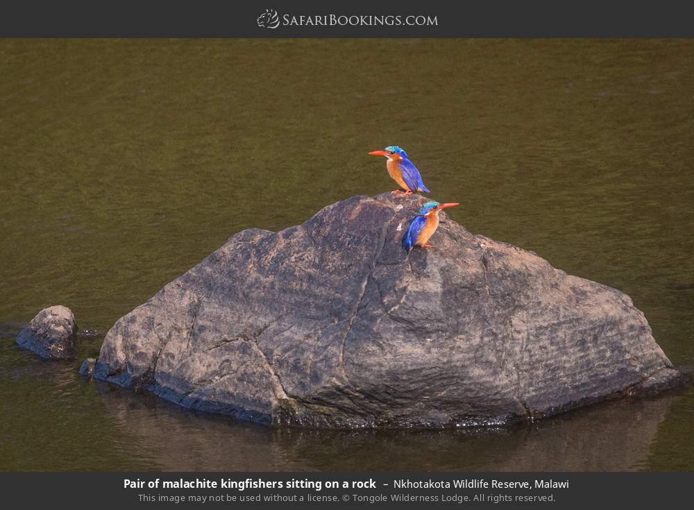 Pair of malachite kingfishers sitting on a rock in Nkhotakota Wildlife Reserve, Malawi