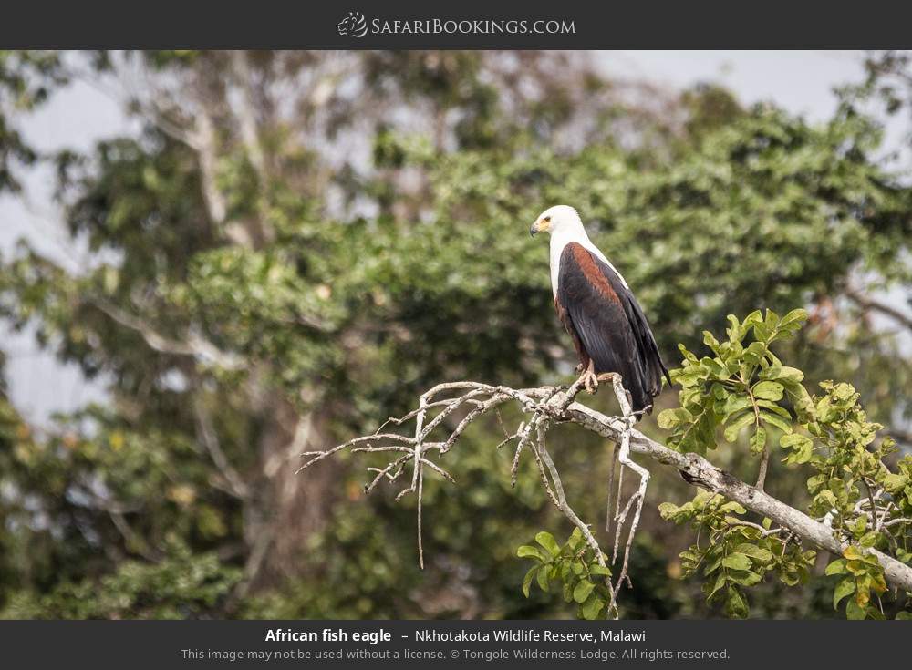 African fish eagle in Nkhotakota Wildlife Reserve, Malawi