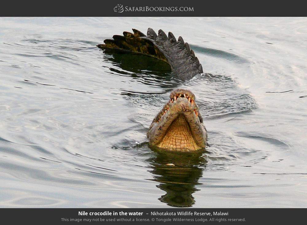 Nile crocodile in the water in Nkhotakota Wildlife Reserve, Malawi