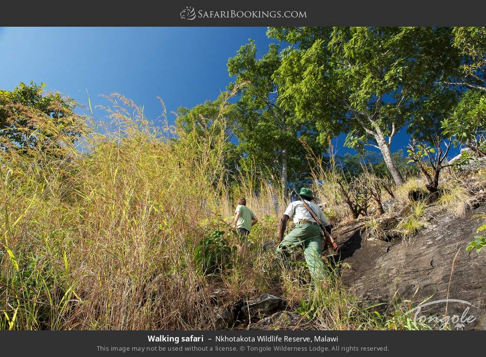 Walking safari in Nkhotakota Wildlife Reserve, Malawi