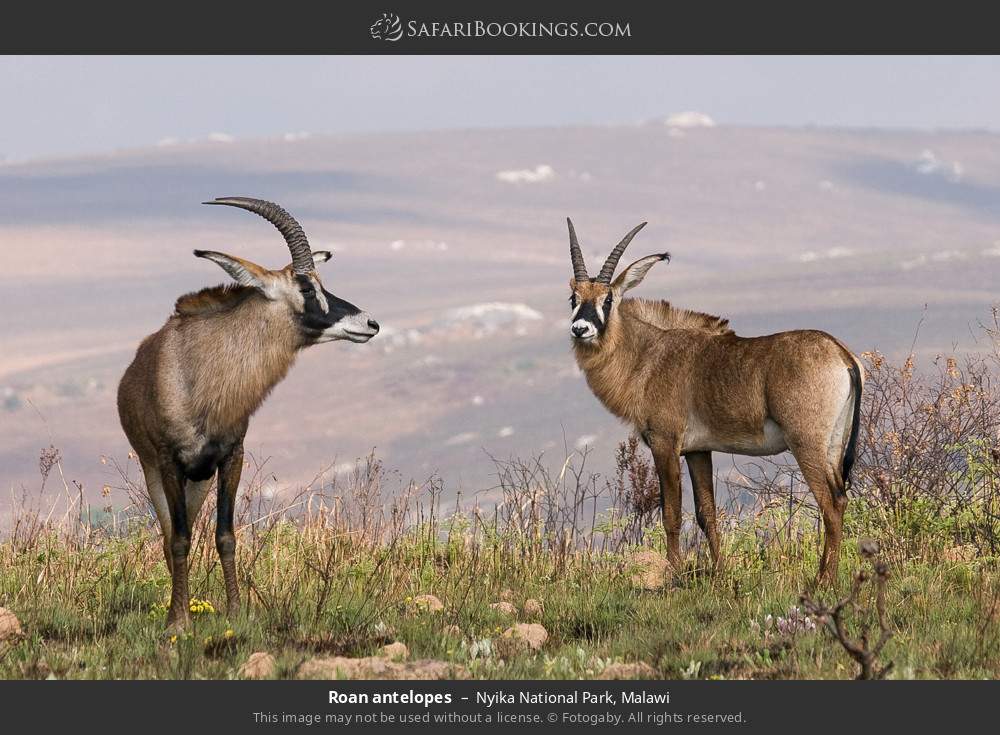 Roan antelope in Nyika National Park, Malawi