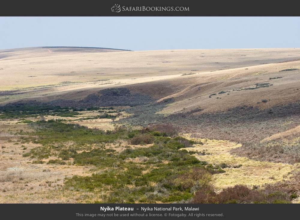 Nyika Plateau in Nyika National Park, Malawi
