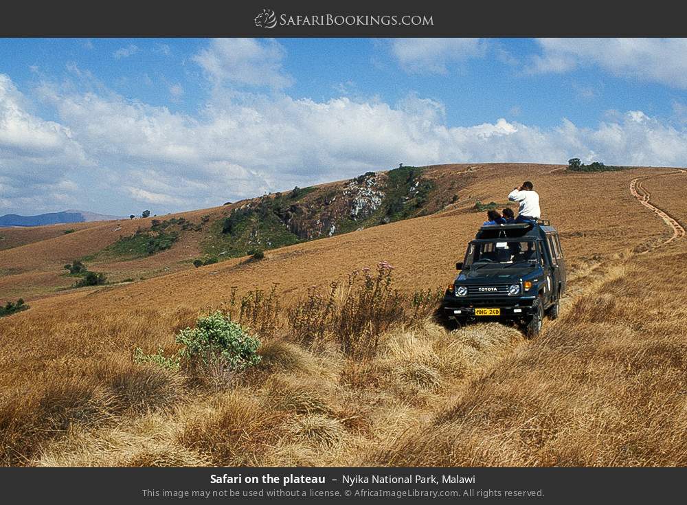 Safari on the plateau in Nyika NP in Nyika National Park, Malawi