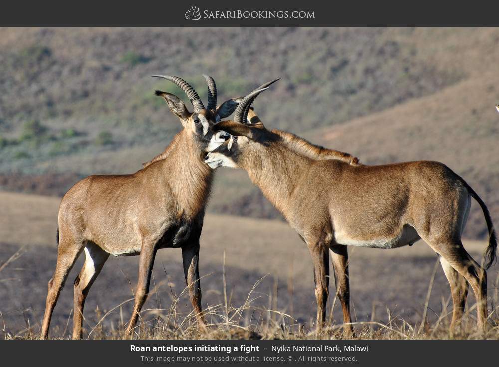 Roan antelope initiating a fight in Nyika National Park, Malawi