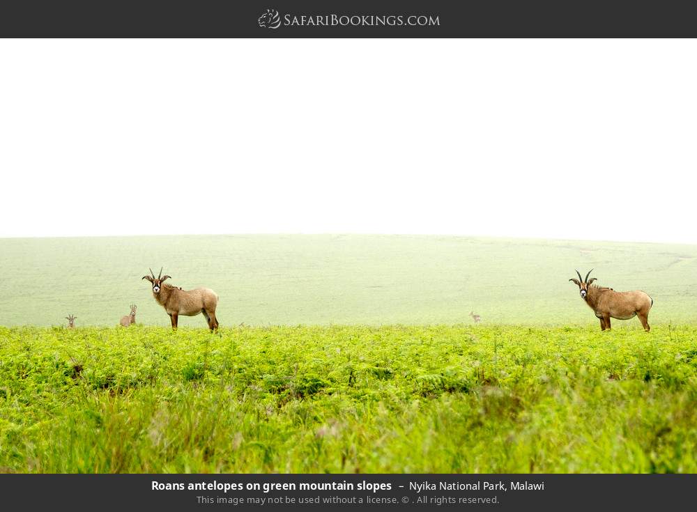 Roan antelope on green mountain slopes in Nyika National Park, Malawi