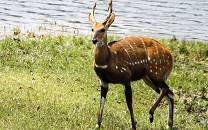 Nkhotakota Wildlife Reserve