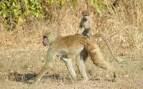 Vwaza Marsh Wildlife Reserve
