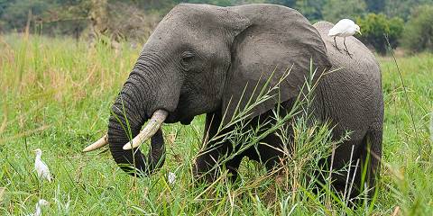 4-Day Liwonde National Park and Lake Malawi