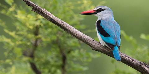 Bird Watching Malawi
