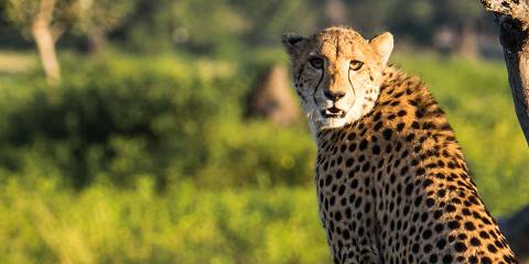 4-Day 3-Night in Liwonde National Park