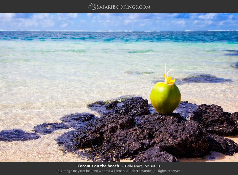 Coconut on Belle Mare Beach in Belle Mare, Mauritius