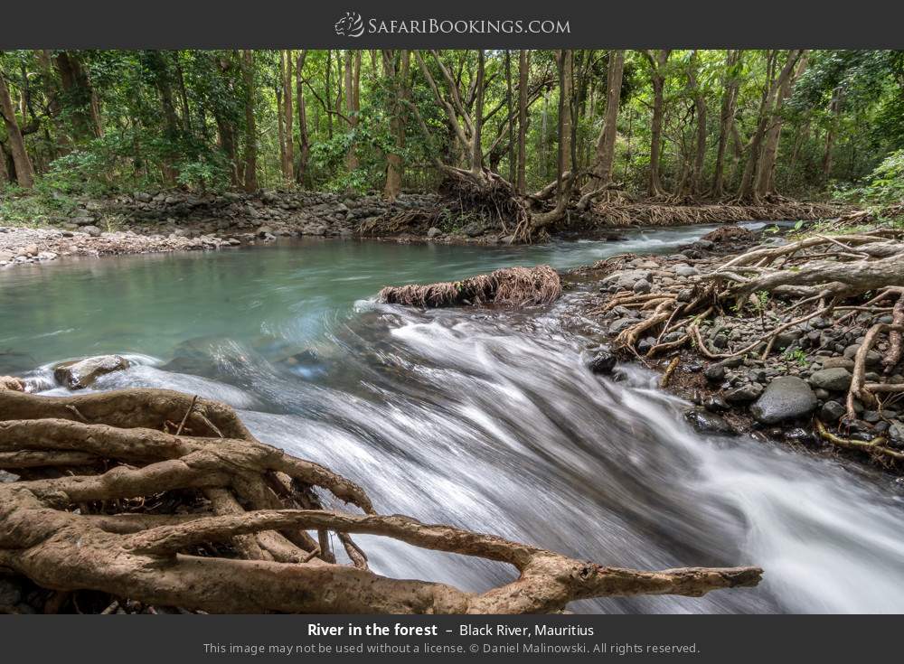 Black River in the forest in Black River, Mauritius