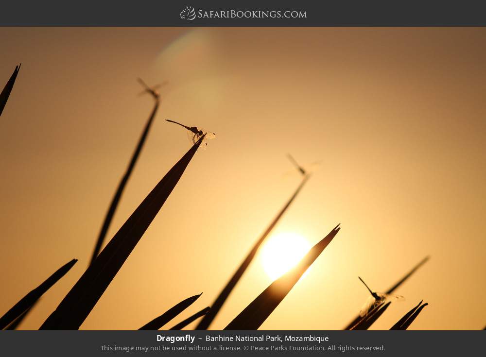 Dragonfly in Banhine National Park, Mozambique