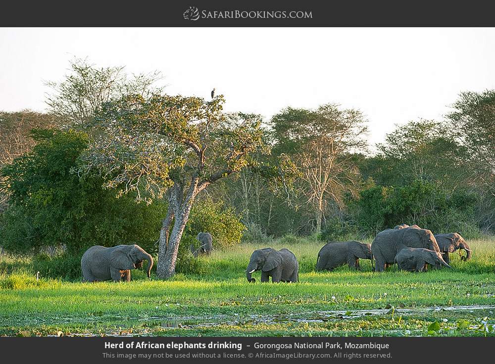 Herd of African elephants drinking in Gorongosa National Park, Mozambique