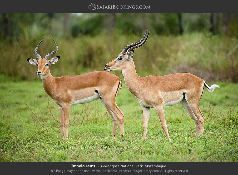 Impala rams in Gorongosa National Park, Mozambique