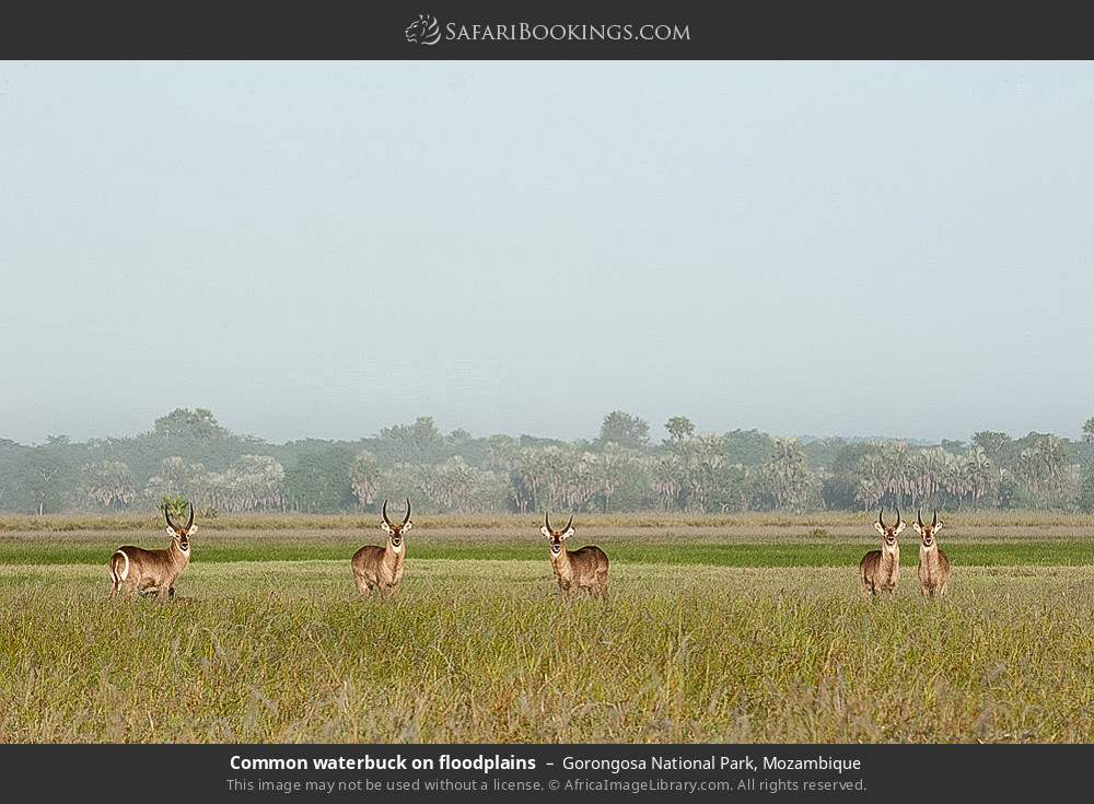 Common waterbuck on floodplains in Gorongosa National Park, Mozambique