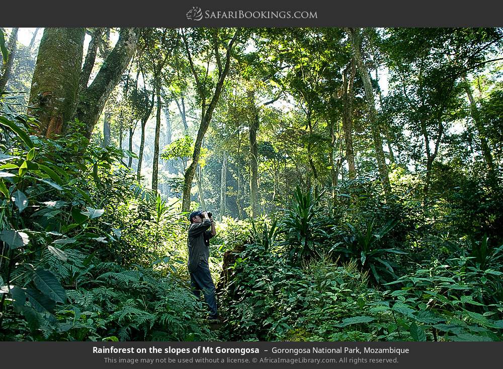 Rainforest on the slopes of Mt Gorongosa in Gorongosa National Park, Mozambique