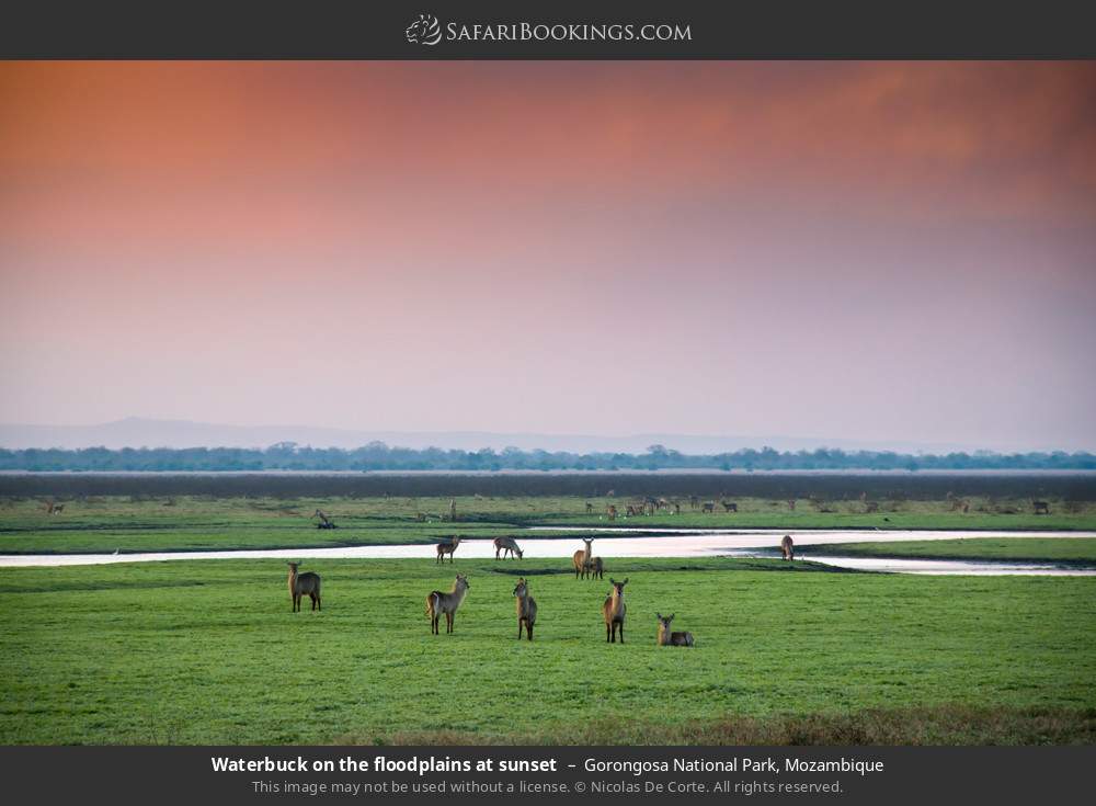 Waterbuck on the floodplains at sunset in Gorongosa National Park, Mozambique