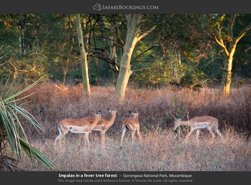 Impalas in a fever tree forest in Gorongosa National Park, Mozambique