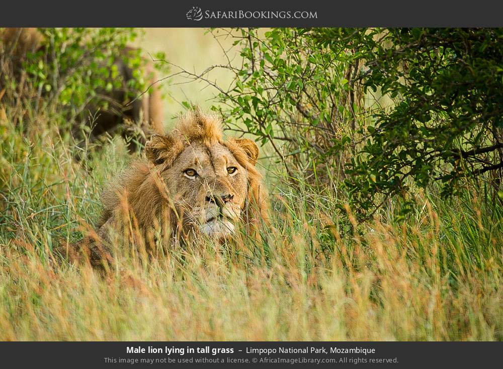 Male lion lying in tall grass in Limpopo National Park, Mozambique