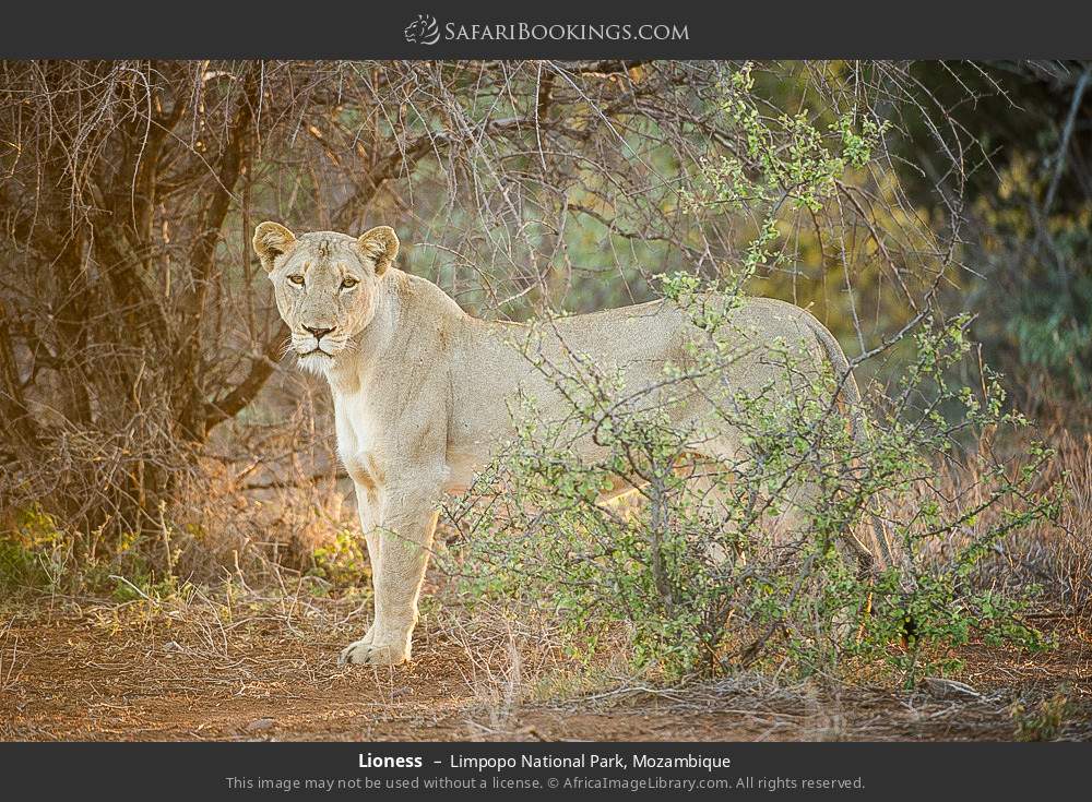 Lioness in Limpopo National Park, Mozambique