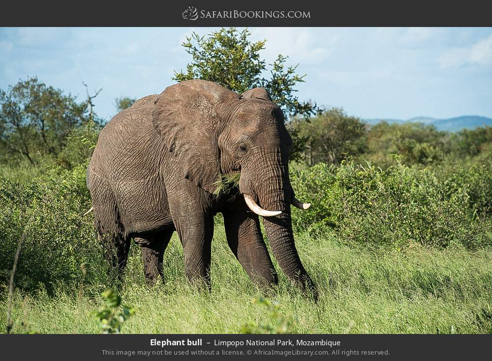 Elephant bull in Limpopo National Park, Mozambique