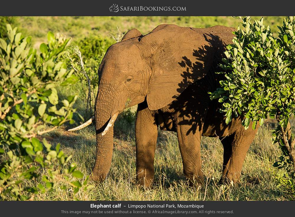 Elephant calf in Limpopo National Park, Mozambique