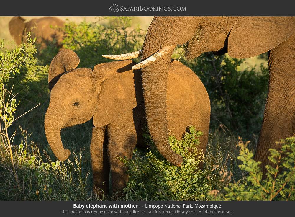 Baby elephant with mother in Limpopo National Park, Mozambique